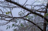 How to Help Trees That Are Covered in Ice