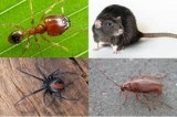 General Pest treatment perth