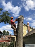 Tree Topping Service in Nutley NJ