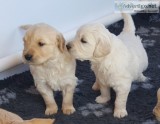 Golden retriever puppies