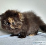 Pure Persian Kitten