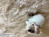 Pure Persian Kittens for sale