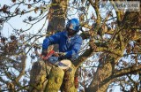 Toronto Tree Removal Services