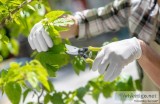 Why Tree Pruning Is So Important