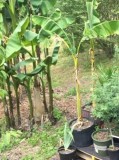 Banana tree