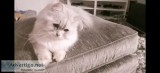 PRETTY  PERSIAN KITTEN (READY NOW) For Sale