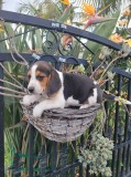 AKC registered Beagles for sale now