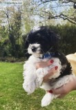 Super toy maltipoo puppies for sale