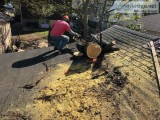Tree Service in Jersey City NJ