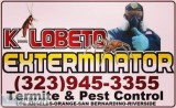 Termite home inspection