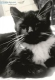 REWARD TUXEDO CAT MISSING