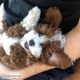 Cavapoo puppies for sale