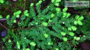 Why Do Evergreens Retain Their Colour All Year Long