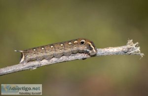 Pesky Pests- Fall Armyworms