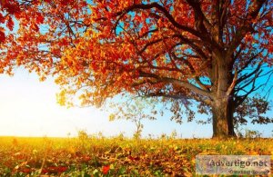 Colourful Fall Oak Trees