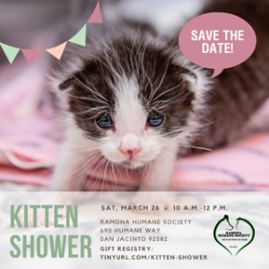 Kitten Shower