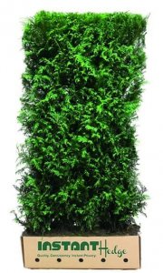 Do you want a beautiful evergreen hedge for your outdoor space