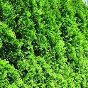 Are you looking for a new hedge American Arborvitae is the perfe