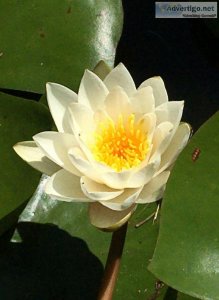 4 - Whiteoff White LIVE Hardy Water Lily Tuber Rhizomes FREE SHI