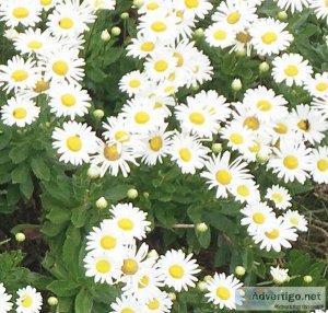 Nippon (Montauk) Daisy Flower Rooted Strong Semi-Bare