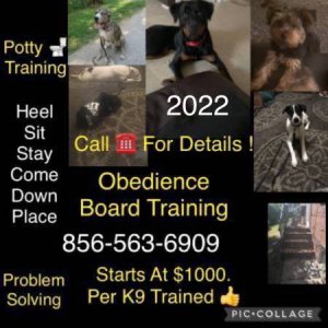 K9 control obed program offers