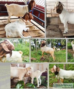 Boer goat/bakra for farming 150kg adult 9916672339