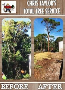 LICENSED and INSURED FULL-SERVICE TREE COMPANY- FREE ESTIMATES