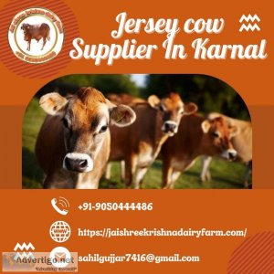 Jersey cow supplier in karnal