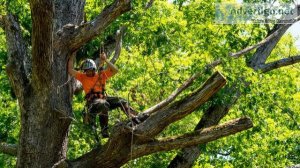 Steps When Hiring a Tree Service Company