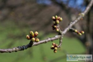 Why Trees Might Not Be Ready to Bloom in The Spring