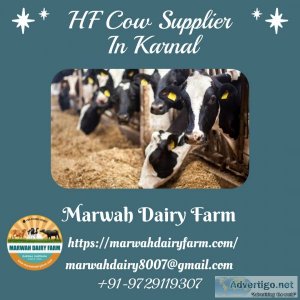 HF Cow Supplier In Karnal  Marwah Dairy Farm