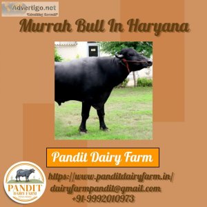 Murrah Bull In Haryana  Pandit Dairy Farm