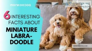 6 Interesting Facts About Miniature Labradoodle