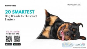 Top 20 Smartest Dog Breeds To Outsmart Einstein