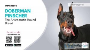 Doberman Pinscher The Aristocratic Hound Breed