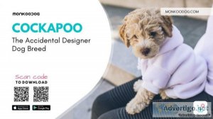 Cockapoo The Accidental Designer Breed