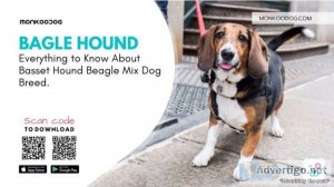 Everything To Know About Basset Hound Beagle Mix