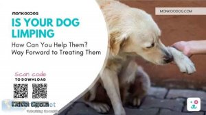 Is Your Dog Limping How Can You Help Them Way Forward To Treatin