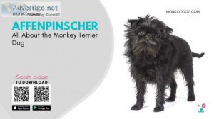 Affenpinscher All About The Monkey Terrier Dog