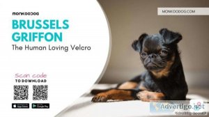 Brussels Griffon The Human Loving Velcro