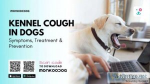 Kennel Cough In Dogs &ndash Symptoms Treatment and Prevention