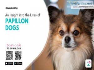 An Insight Into The Lives Of Papillon Dogs