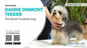 Dandie Dinmont Terrier The Rarest Purebred Dog