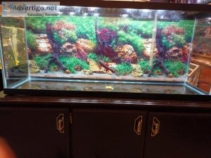 Aquarium 55 gallons table d&rsquoaquarium