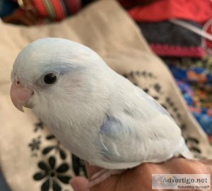 Parrotlets for sale