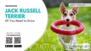 Jack Russell Terrier All You Need To Know