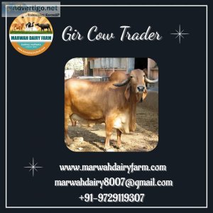 Gir Cow Trader  Marwah Dairy Farm