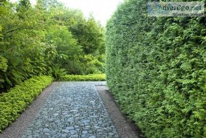 Why Green Giant Arborvitae is Good for Your Garden