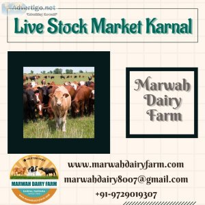 Live Stock Market Karnal  Marwah Dairy Farm