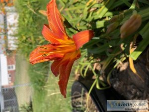 Tiger Lilies